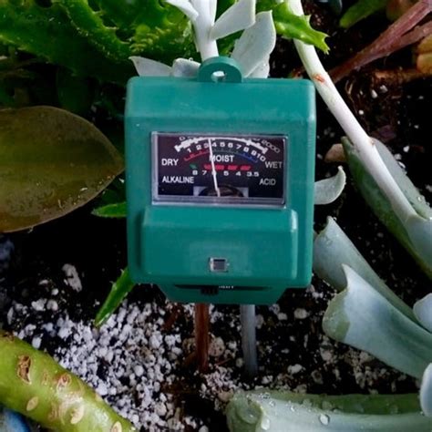 moisture meter succulents|when to water succulent plant.